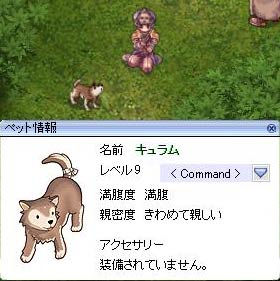 愛犬です