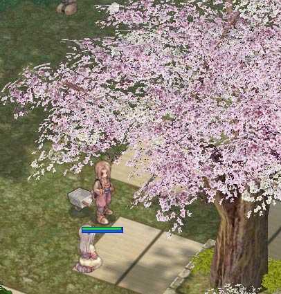 フェイヨンの桜