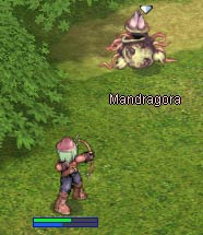 マンドラゴラを狩ってみる